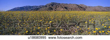 Panoramic view of Desert Lillies and Desert gold yellow flowers in spring fields of Death Valley National Park View Large Photo Image Stock Photography - Panoramic view of Desert Lillies and Desert gold yellow flowers in spring fields of Death Valley National Park. Fotosearch
