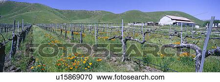 Panoramic view of Golden California poppies and wine vineyard with barn and green rolling hills View Large Photo Image Stock Image - Panoramic view of Golden California poppies and wine vineyard with barn and green rolling hills. Fotosearch