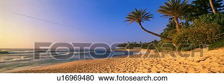Stock Image - Panoramic view of palm trees and North Shore beach. Fotosearch