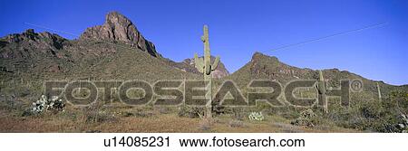 Panoramic view of springtime in Picachio Peak State Park View Large Photo Image Stock Image - Panoramic view of springtime in Picachio Peak State Park. Fotosearch