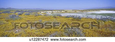 Panoramic view of white salt and desert gold yellow flowers at Soda Lake in Spring, Carrizo Plain National Monument View Large Photo Image Stock Image - Panoramic view of white salt and desert gold yellow flowers at Soda Lake in Spring, Carrizo Plain National Monument. Fotosearch