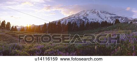 Stock Photo - Wildflowers at sunset near Mount Rainier. Fotosearch