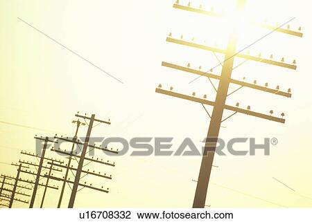 Telephone poles at sunset View Large Photo Image Stock Image - Telephone poles at sunset. Fotosearch