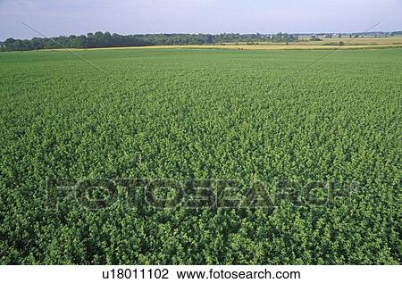 Hay field in summer View Large Photo Image Stock Image - Hay field in summer. Fotosearch