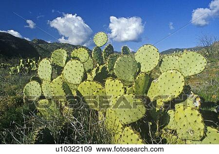Stock Photo - Cactus. Fotosearch