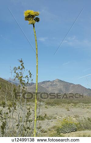 Century Plant with yellow flower at Anza-Borrego Desert State Park View Large Photo Image Stock Photo - Century Plant with yellow flower at Anza-Borrego Desert State Park. Fotosearch