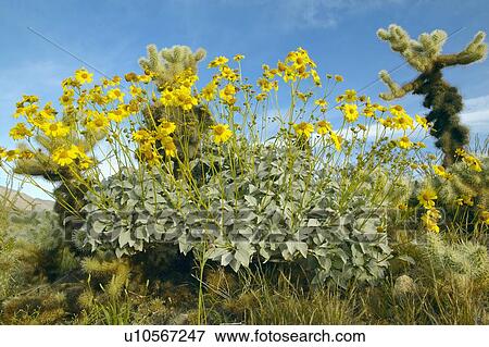 Stock Photo - Desert Gold yellow flowers and cactus at Anza-Borrego Desert State Park. Fotosearch