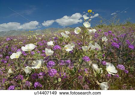 Desert lilies and white flowers blossoming in Anza-Borrego Desert State Park View Large Photo Image Stock Photo - Desert lilies and white flowers blossoming in Anza-Borrego Desert State Park. Fotosearch