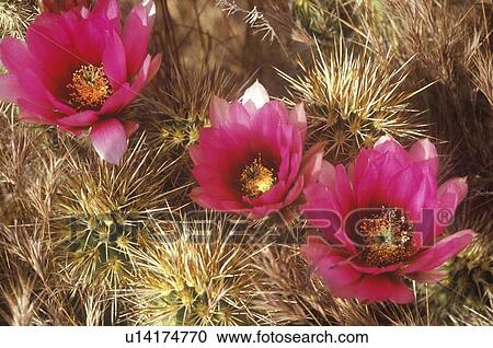 Hedgehog Strawberry Cactus in bloom, Saguaro National Monument View Large Photo Image Stock Image - Hedgehog Strawberry Cactus in bloom, Saguaro National Monument. Fotosearch