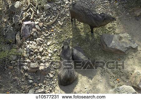 Javelinas View Large Photo Image Stock Image - Javelinas. Fotosearch