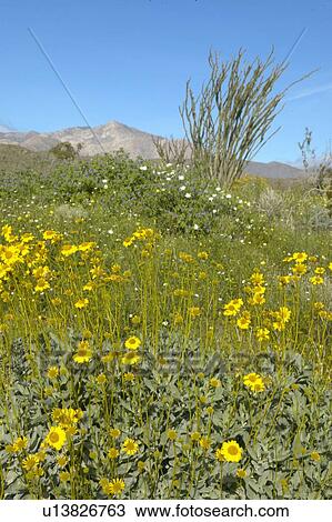 Stock Image - Ocotillo blossoms at Coyote Canyon. Fotosearch