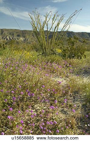 Stock Photography - Ocotillo blossoms in spring at Coyote Canyon. Fotosearch