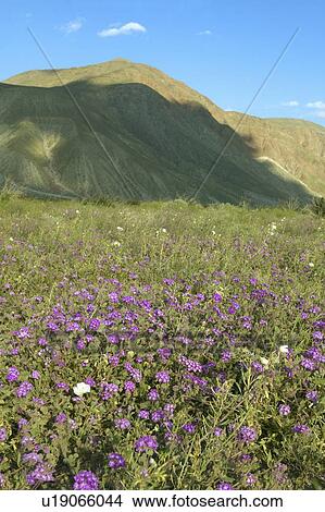 Purple flowers bloom in spring in Anza-Borrego Desert State Park View Large Photo Image Picture - Purple flowers bloom in spring in Anza-Borrego Desert State Park. Fotosearch
