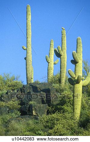 Stock Image - Saguaro cactus in Roosevelt Lake. Fotosearch