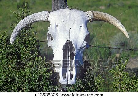 Skull of Texas Longhorn Steer View Large Photo Image Stock Photograph - Skull of Texas Longhorn Steer. Fotosearch