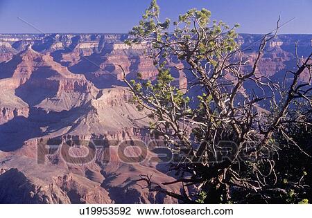 Stock Image - South Rim of the Grand Canyon. Fotosearch