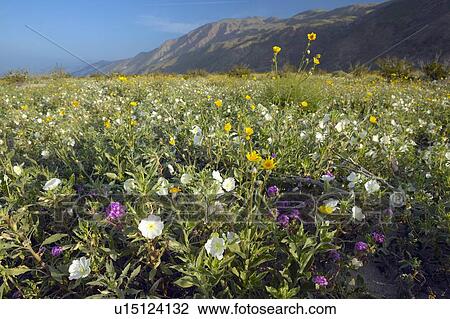 Spring desert lilies in field in Anza-Borrego Desert State Park View Large Photo Image Stock Image - Spring desert lilies in field in Anza-Borrego Desert State Park. Fotosearch