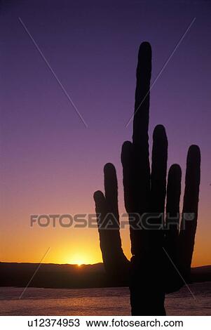 Stock Image - Sunrise shot of Saguaro Cactus. Fotosearch