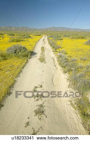 Stock Image - A remote dirt road through the bright spring yellow flowers and desert gold near the mountains in the Carrizo National Monument, Southern California. Fotosearch