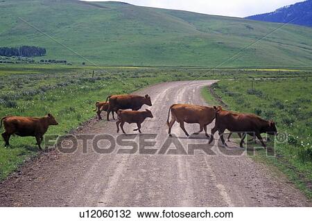 Stock Image - Cattle crossing dirt road, Centennial Valley. Fotosearch