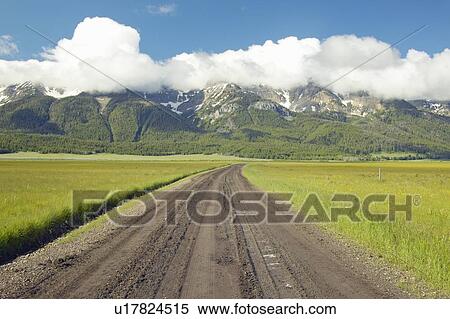 Stock Photography - Purple lupine by roadside to Taft Ranch in Centennial Valley near Lakeview. Fotosearch