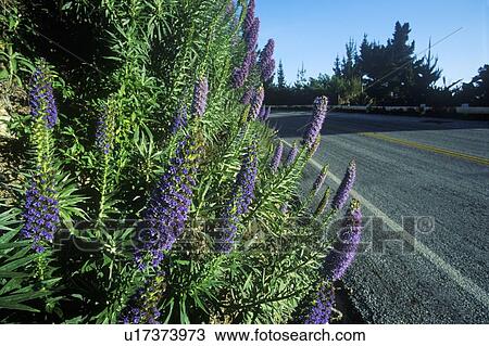 Spring flowers, Route 1, CA View Large Photo Image Stock Image - Spring flowers, Route 1, CA. Fotosearch