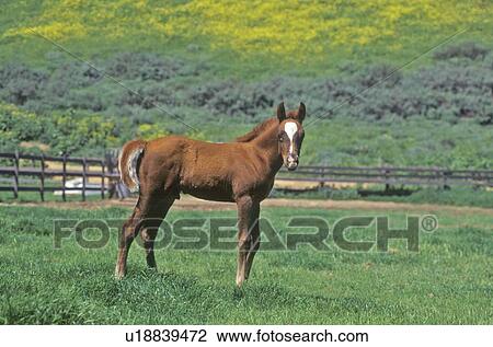 Stock Image - Arabian Colt in Spring field. Fotosearch