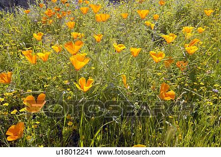 Stock Image - Bright golden poppies of Figueroa Mountain near Santa Ynez and Los Olivos. Fotosearch