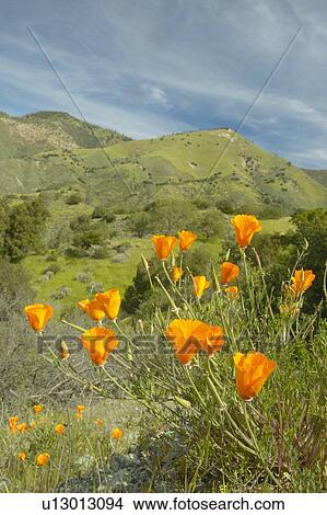 Bright golden poppies towering above the green spring hills View Large Photo Image Picture - Bright golden poppies towering above the green spring hills. Fotosearch