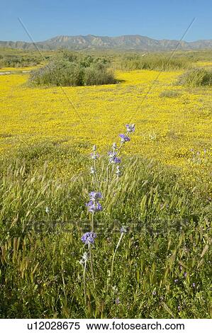 Bright spring yellow flowers and desert gold in the Carrizo National Monument View Large Photo Image Stock Photography - Bright spring yellow flowers and desert gold in the Carrizo National Monument. Fotosearch