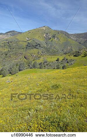 Stock Photograph - Bright yellow flowers on the green spring hills. Fotosearch