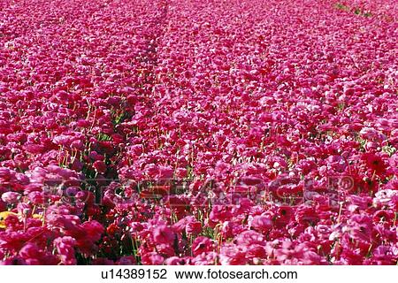 Carlsbad Ranch, Ranunculus, San Diego View Large Photo Image Stock Image - Carlsbad Ranch, Ranunculus, San Diego. Fotosearch