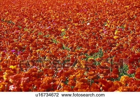 Stock Image - Carlsbad Ranch, Ranunculus, San Diego. Fotosearch