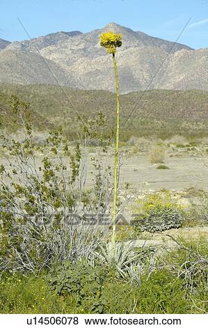 Century Plant in Coyote Canyon, Anza-Borrego Desert State Park View Large Photo Image Stock Photo - Century Plant in Coyote Canyon, Anza-Borrego Desert State Park. Fotosearch
