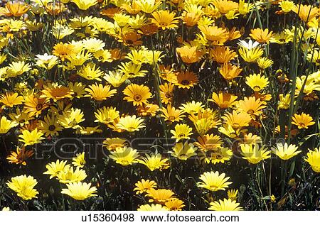Stock Photo - Close-up of wildflowers. Fotosearch