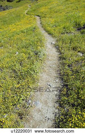 Stock Image - Colorful bouquet of spring flowers blossoming. Fotosearch