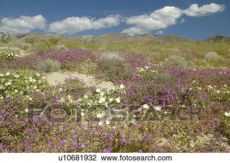 Desert lilies and white flowers blossoming in Anza-Borrego Desert State Park View Large Photo Image Stock Image - Desert lilies and white flowers blossoming in Anza-Borrego Desert State Park. Fotosearch