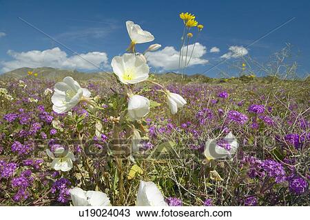 Stock Image - Desert lilies and white flowers blossoming in Anza-Borrego Desert State Park. Fotosearch