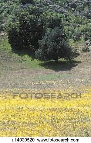 Field in Spring View Large Photo Image Stock Image - Field in Spring. Fotosearch