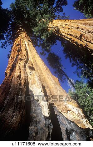 Giant Sequoia Trees, Sequoia National Park View Large Photo Image Stock Photo - Giant Sequoia Trees, Sequoia National Park. Fotosearch