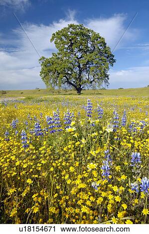 Lone tree and colorful bouquet of spring flowers blossoming View Large Photo Image Stock Image - Lone tree and colorful bouquet of spring flowers blossoming. Fotosearch