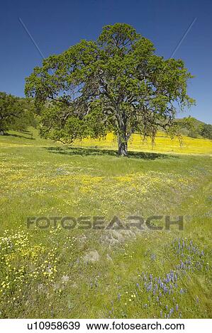 Stock Photo - Lone tree and colorful bouquet of spring flowers blossoming. Fotosearch