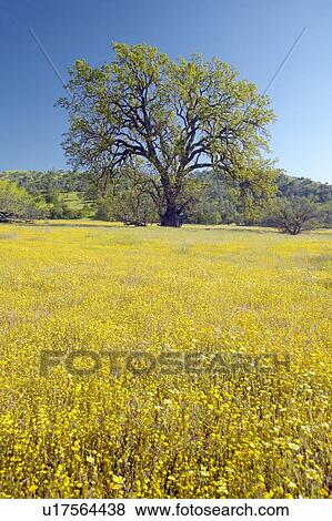 Lone tree and colorful bouquet of spring flowers View Large Photo Image Stock Photo - Lone tree and colorful bouquet of spring flowers. Fotosearch