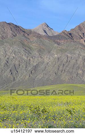 Mountain view and spectacular desert gold and various spring flowers View Large Photo Image Stock Photo - Mountain view and spectacular desert gold and various spring flowers. Fotosearch