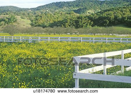 Mustard flowers View Large Photo Image Stock Image - Mustard flowers. Fotosearch