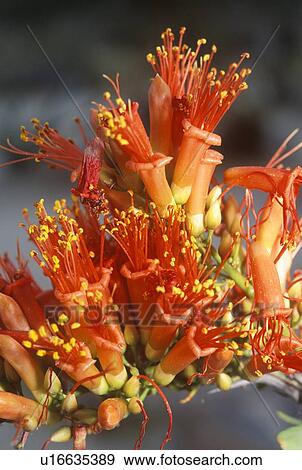 Stock Photo - Ocotillo in Bloom, Anza Borrego Desert. Fotosearch