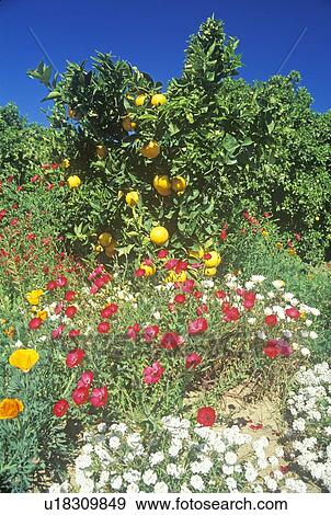 Stock Photo - Ojai orange tree and flowers in spring, Ojai. Fotosearch