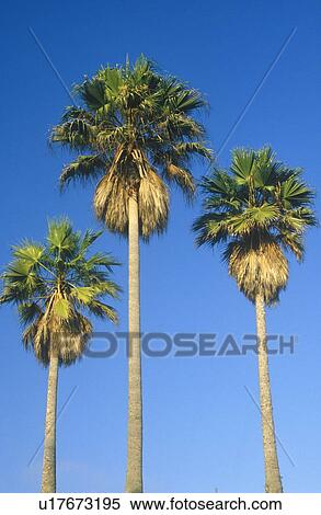 Palm trees, Los Angeles View Large Photo Image Stock Photography - Palm trees, Los Angeles. Fotosearch