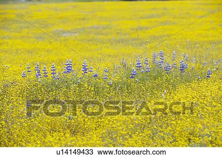 Purple lupine and desert gold yellow flowers in brightly colored spring field View Large Photo Image Stock Image - Purple lupine and desert gold yellow flowers in brightly colored spring field. Fotosearch