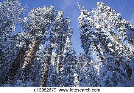 Redwoods Covered in Snow, Sequoia National Park View Large Photo Image Stock Photo - Redwoods Covered in Snow, Sequoia National Park. Fotosearch